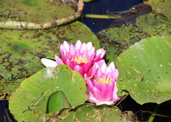 Gæstehus Clos Bernon 4*