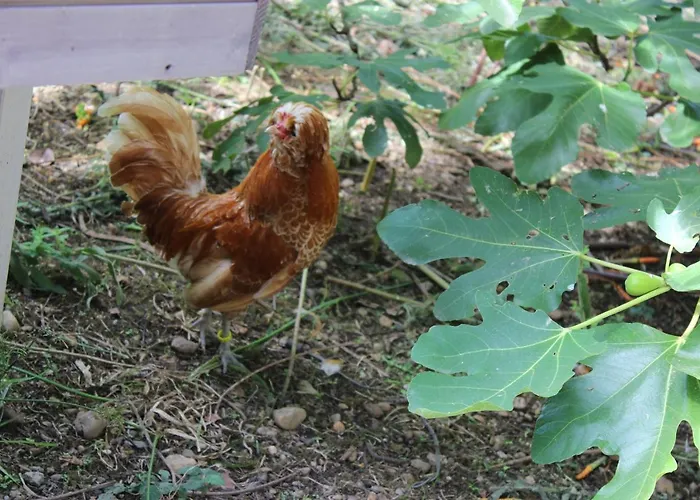 Clos Bernon Pensionat Libourne